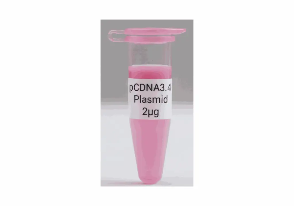 pCDNA3.4 Plasmid