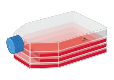 hTLR2-HA Cells