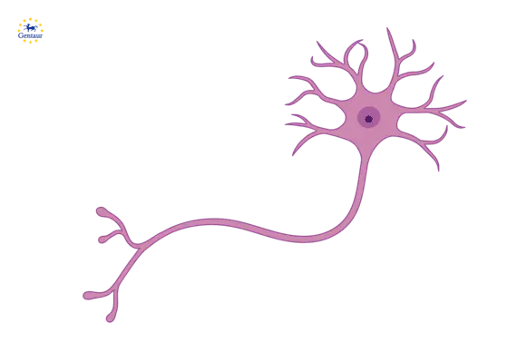 DBH Antibody