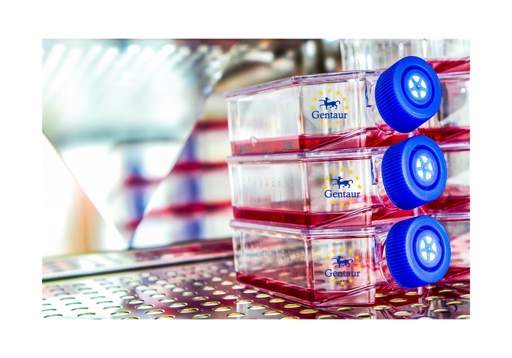 Primary RCEC Cell, Goat