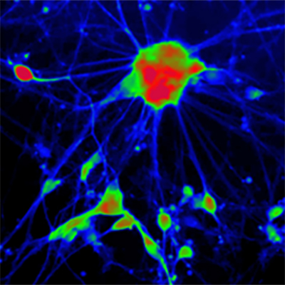 [26sk144] Reporter Cells (Spinal Motor Neurons)