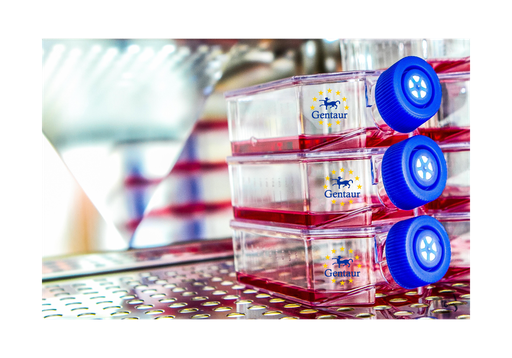 [GEN-CSI113Ra01-500k] Primary NPC Cell, Rat