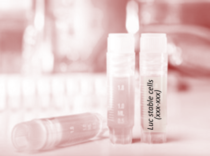 [SK-AKTIIV-190] Luciferase-Labeled HCT-15 Cells (HCT-15 + LUC)