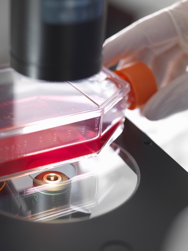 [AS-IMMUNE-106] SARS-CoV-2 Spike Protein Mutant (V483A) Cell Line