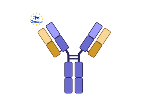 [GEN-A92000Hu01-1] Anti-HPR Antibody